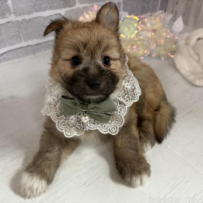 販売中の東京都のミックス犬-408770の6枚目