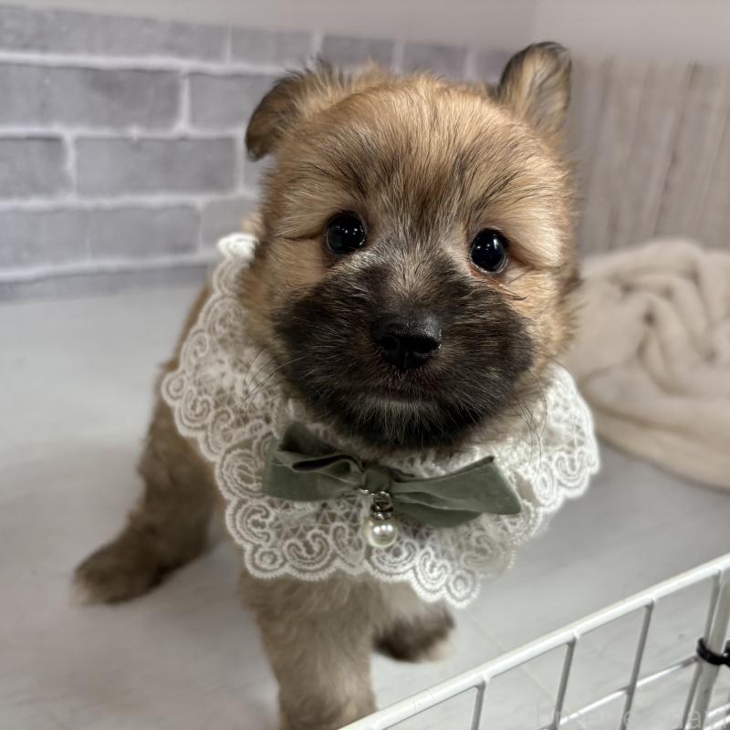 販売中の東京都のミックス犬-408770の5枚目