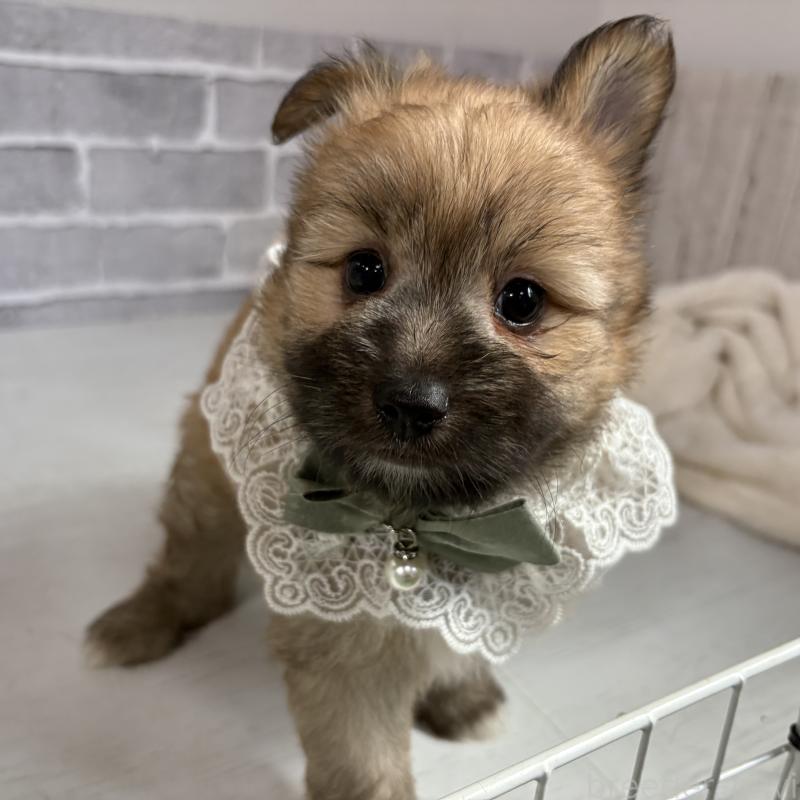 販売中の東京都のミックス犬-408770の4枚目