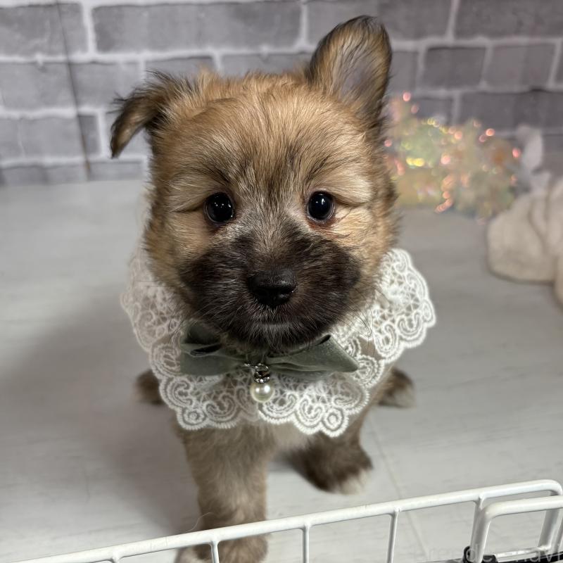 販売中の東京都のミックス犬-408770の3枚目