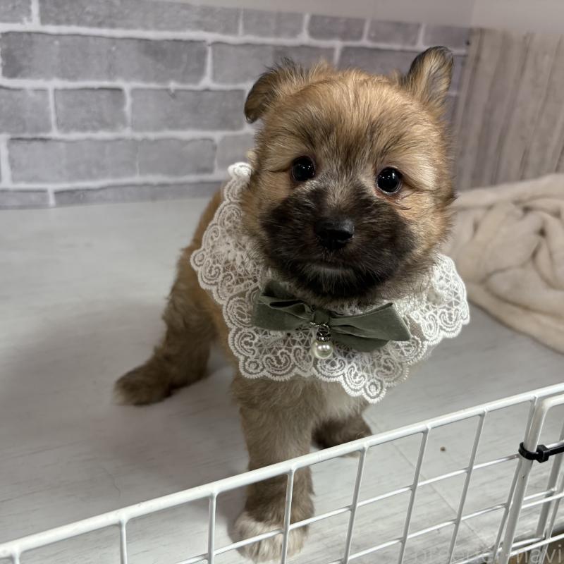 販売中の東京都のミックス犬-408770の2枚目