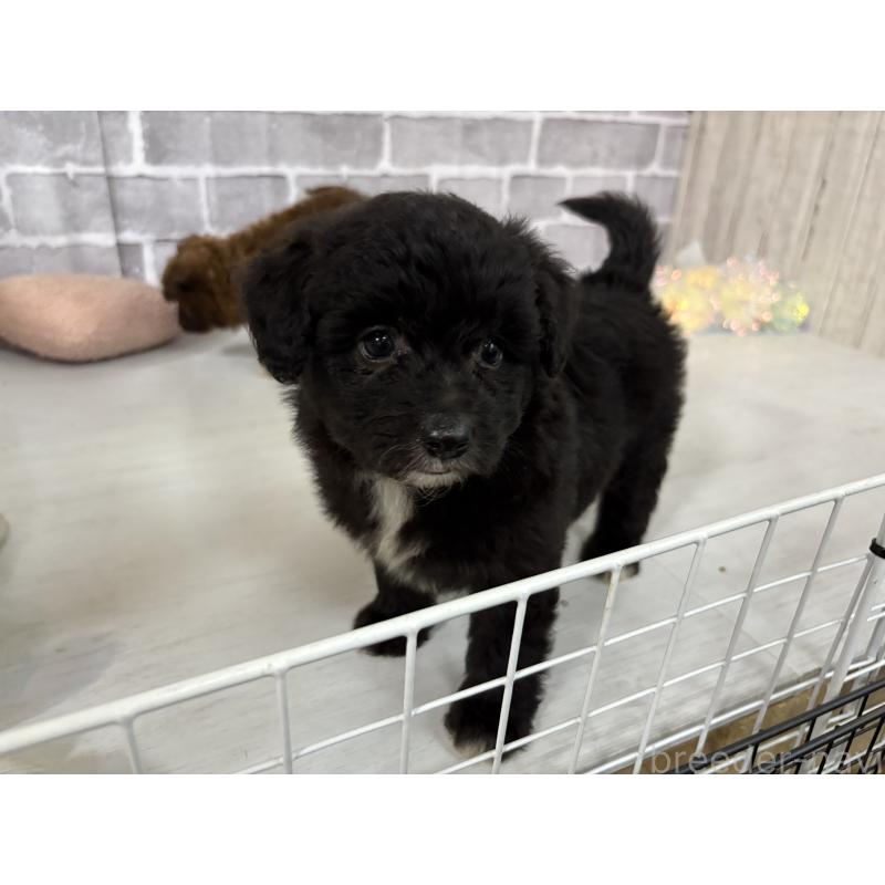 販売中の東京都のミックス犬-408777の14枚目