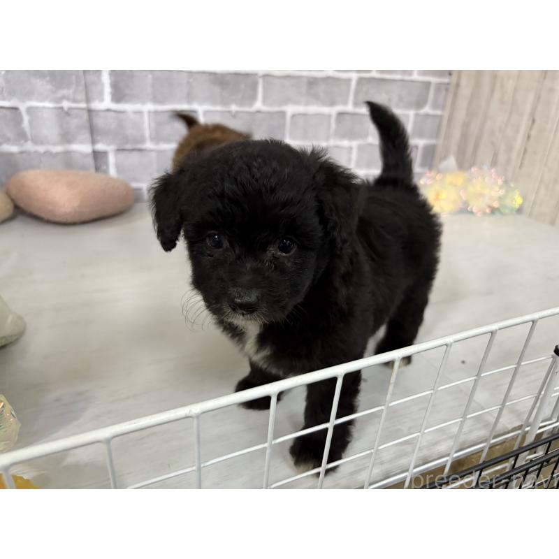 販売中の東京都のミックス犬-408777の13枚目