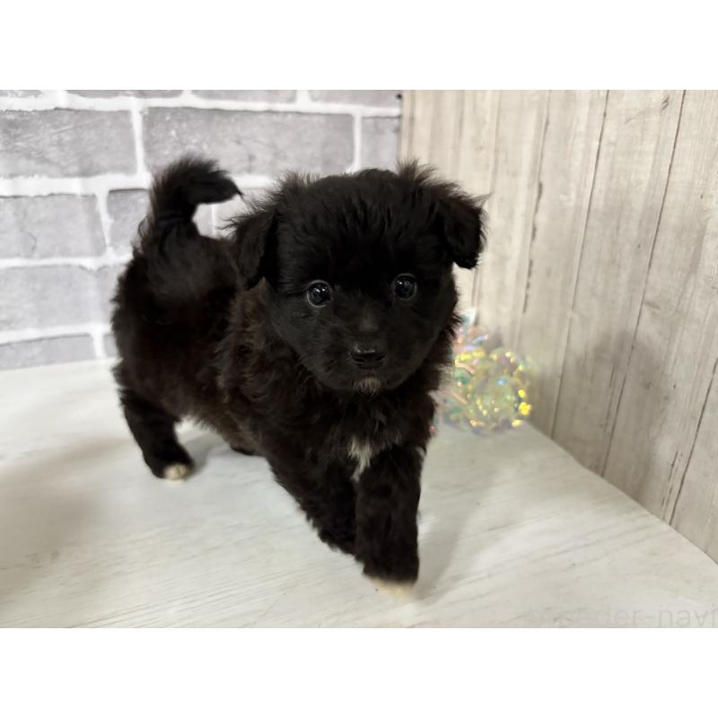 販売中の東京都のミックス犬-408777の12枚目