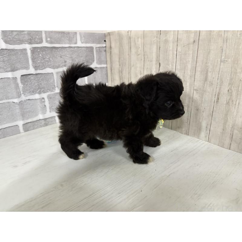 販売中の東京都のミックス犬-408777の11枚目