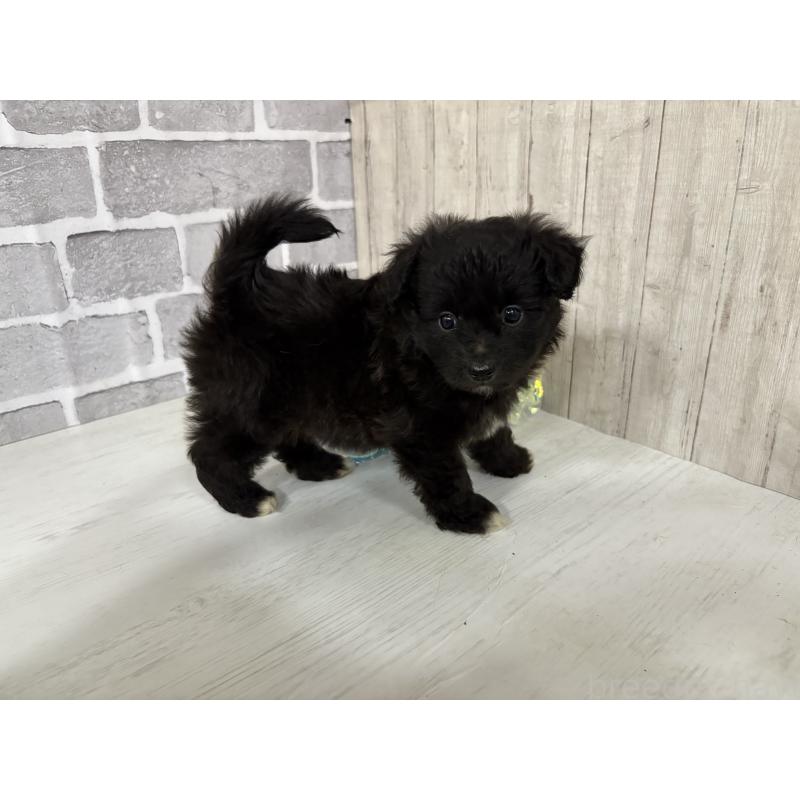 販売中の東京都のミックス犬-408777の10枚目