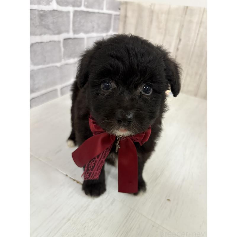 販売中の東京都のミックス犬-408777の9枚目