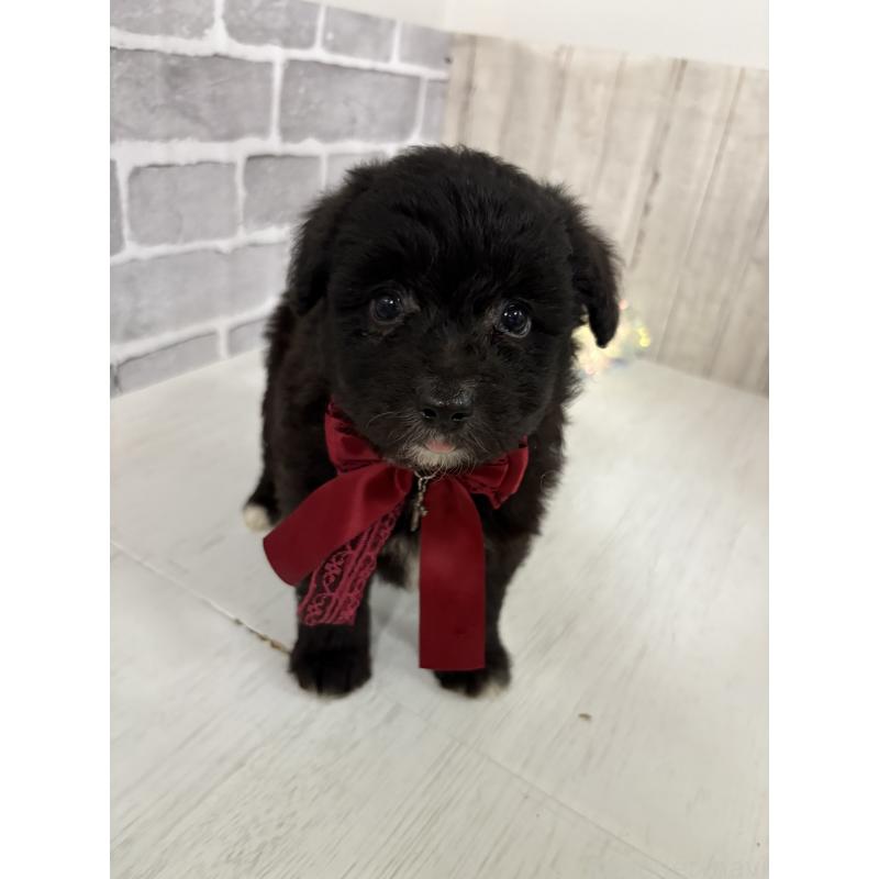 販売中の東京都のミックス犬-408777の8枚目