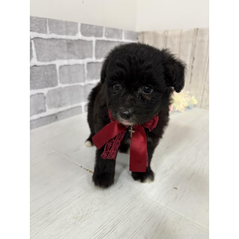 販売中の東京都のミックス犬-408777の7枚目