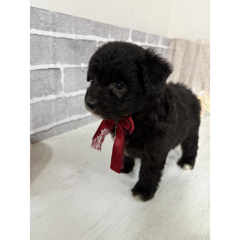 販売中の東京都のミックス犬-408777の6枚目