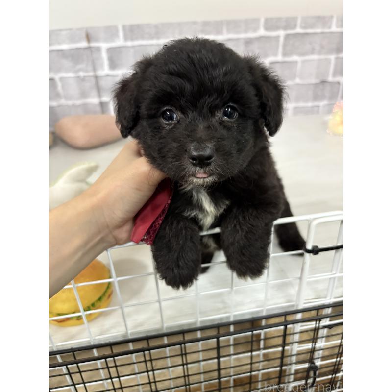 販売中の東京都のミックス犬-408777の5枚目