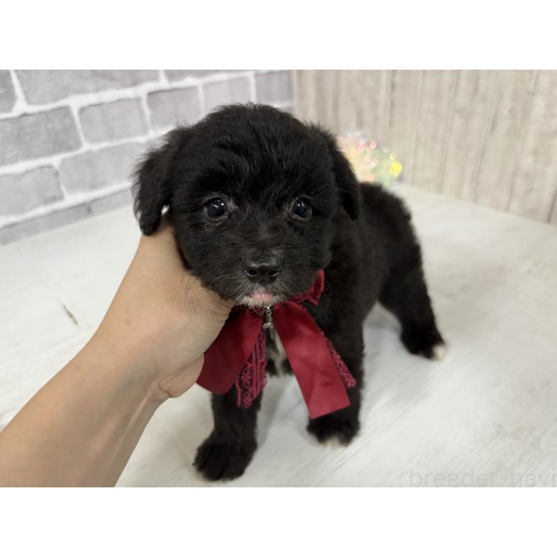販売中の東京都のミックス犬-408777の4枚目
