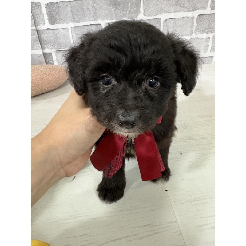 販売中の東京都のミックス犬-408777の3枚目