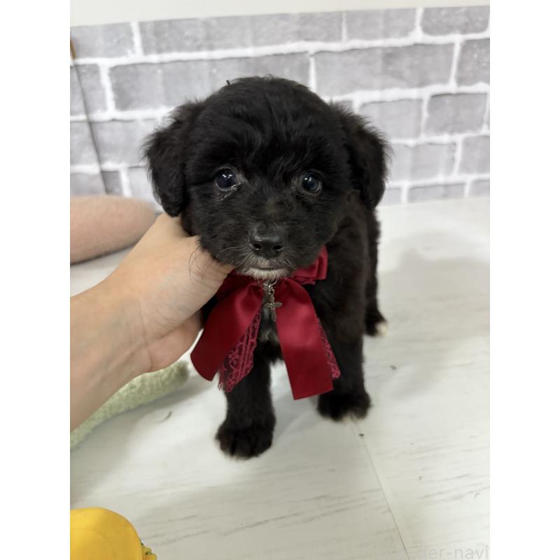 販売中の東京都のミックス犬-408777の2枚目