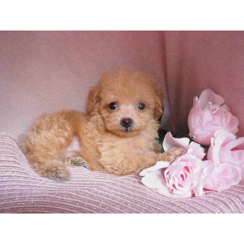 販売中の岡山県のミックス犬-408780の3枚目
