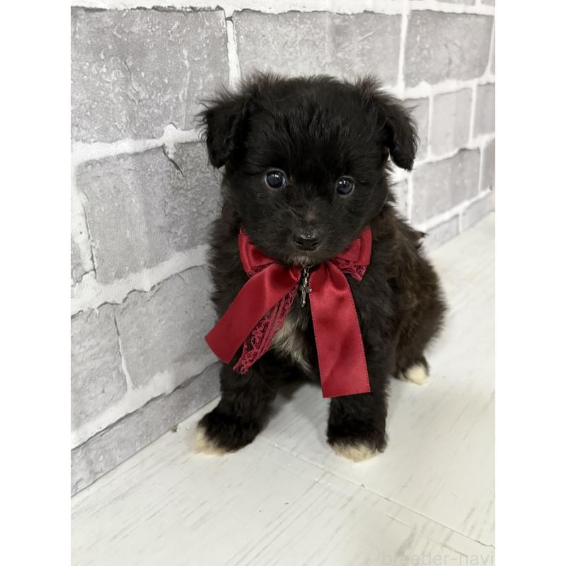 販売中の東京都のミックス犬-408778の10枚目
