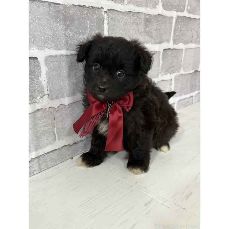 販売中の東京都のミックス犬-408778の9枚目