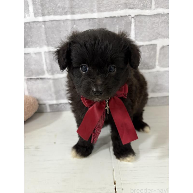 販売中の東京都のミックス犬-408778の8枚目