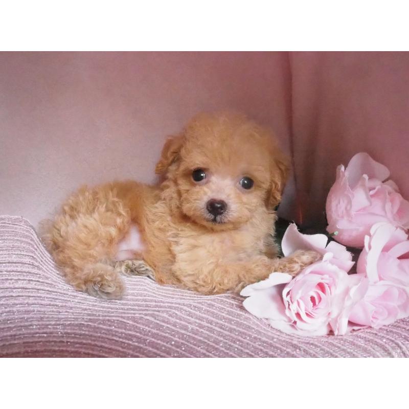 販売中の岡山県のミックス犬-408780の2枚目