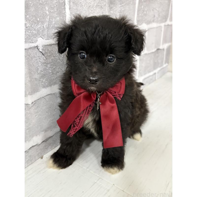 販売中の東京都のミックス犬-408778の7枚目