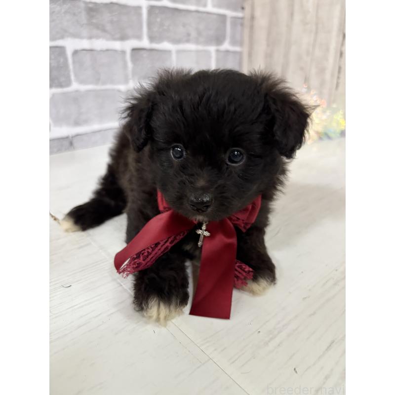 販売中の東京都のミックス犬-408778の6枚目