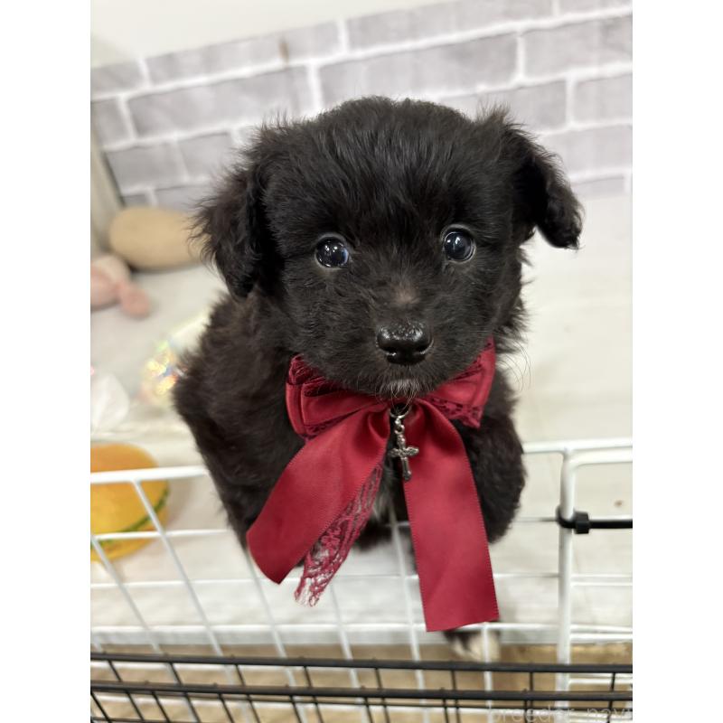 販売中の東京都のミックス犬-408778の5枚目