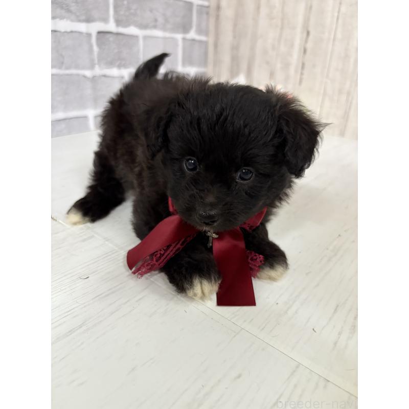 販売中の東京都のミックス犬-408778の4枚目