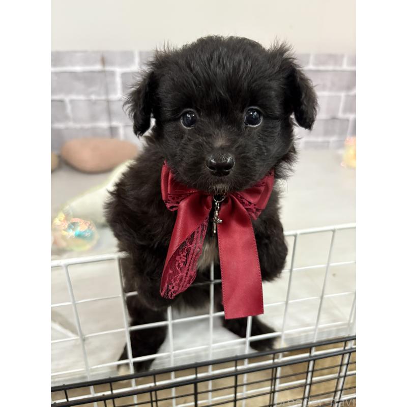 販売中の東京都のミックス犬-408778の3枚目