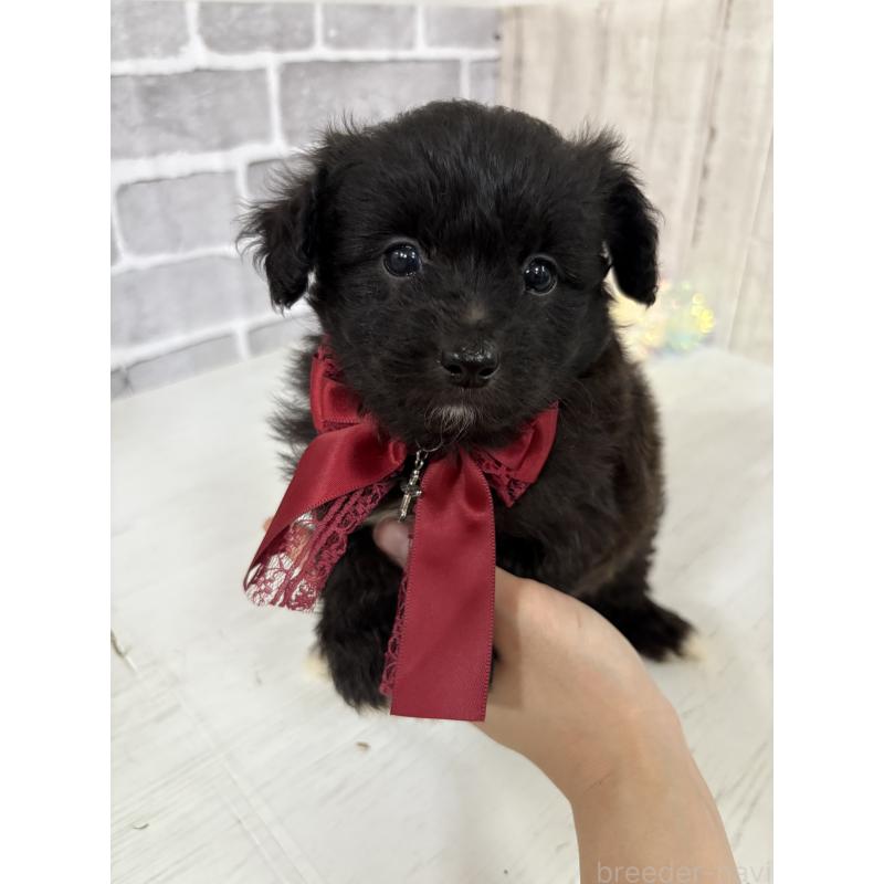 販売中の東京都のミックス犬-408778の2枚目
