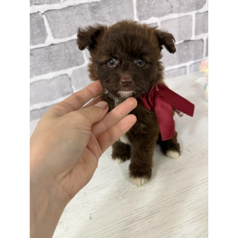 販売中の東京都のミックス犬-408781の11枚目