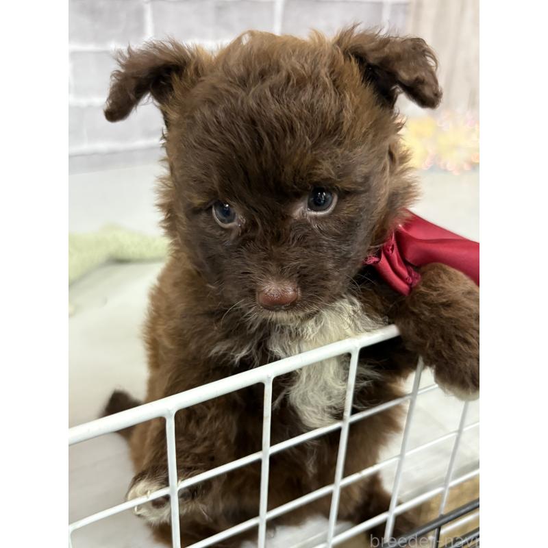 販売中の東京都のミックス犬-408781の10枚目