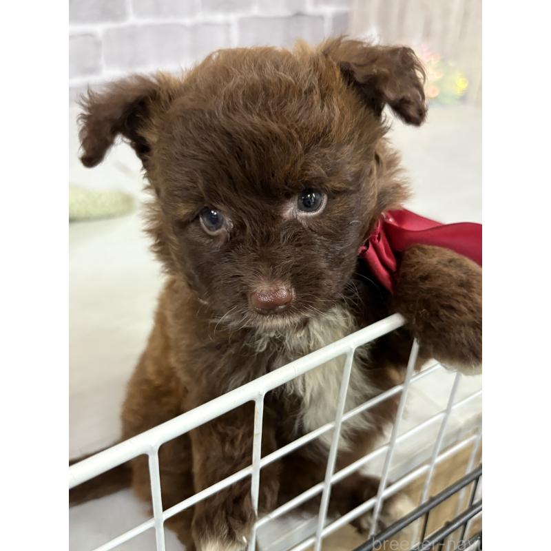 販売中の東京都のミックス犬-408781の9枚目