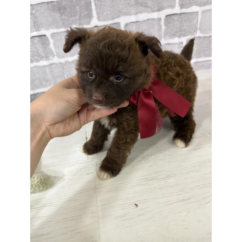 販売中の東京都のミックス犬-408781の8枚目