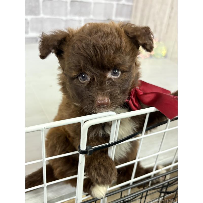販売中の東京都のミックス犬-408781の7枚目