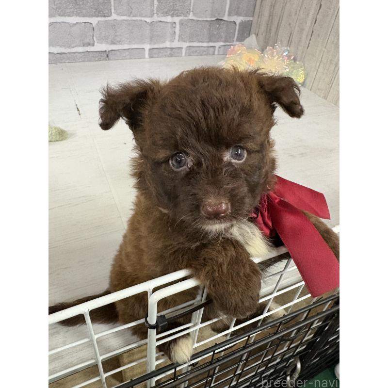 販売中の東京都のミックス犬-408781の6枚目