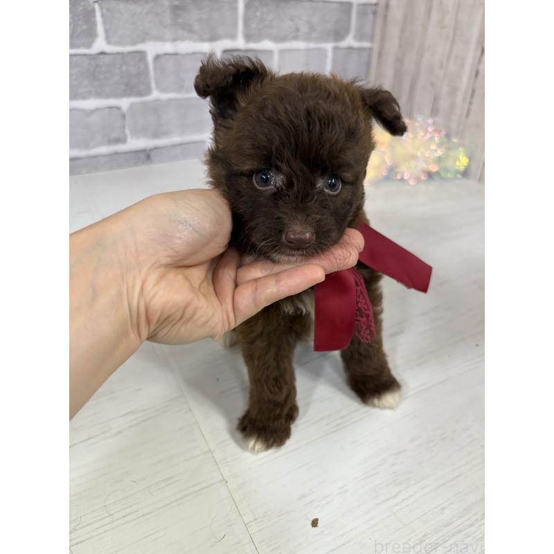 販売中の東京都のミックス犬-408781の5枚目