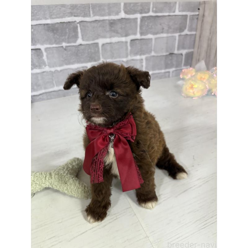 販売中の東京都のミックス犬-408781の4枚目