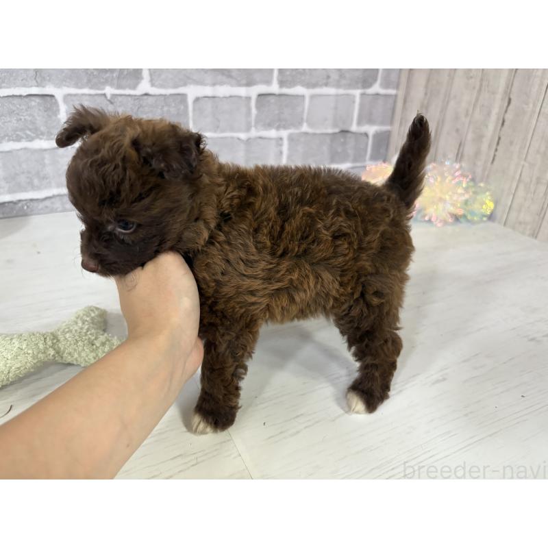 販売中の東京都のミックス犬-408781の3枚目