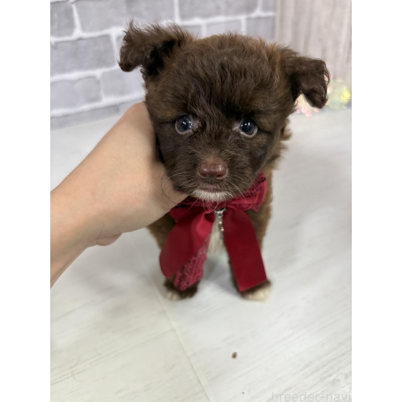 販売中の東京都のミックス犬-408781の2枚目