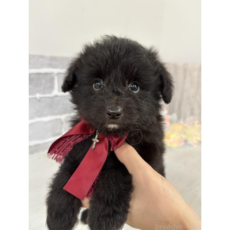 販売中の東京都のミックス犬-408783の11枚目