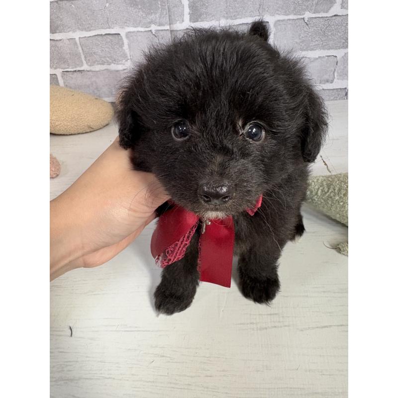 販売中の東京都のミックス犬-408783の10枚目