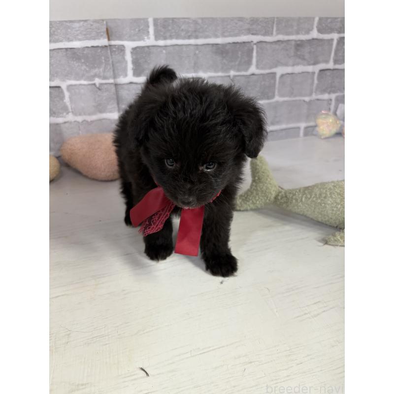 販売中の東京都のミックス犬-408783の9枚目