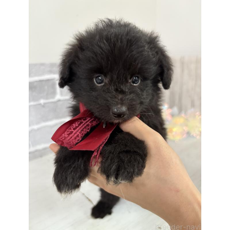 販売中の東京都のミックス犬-408783の8枚目