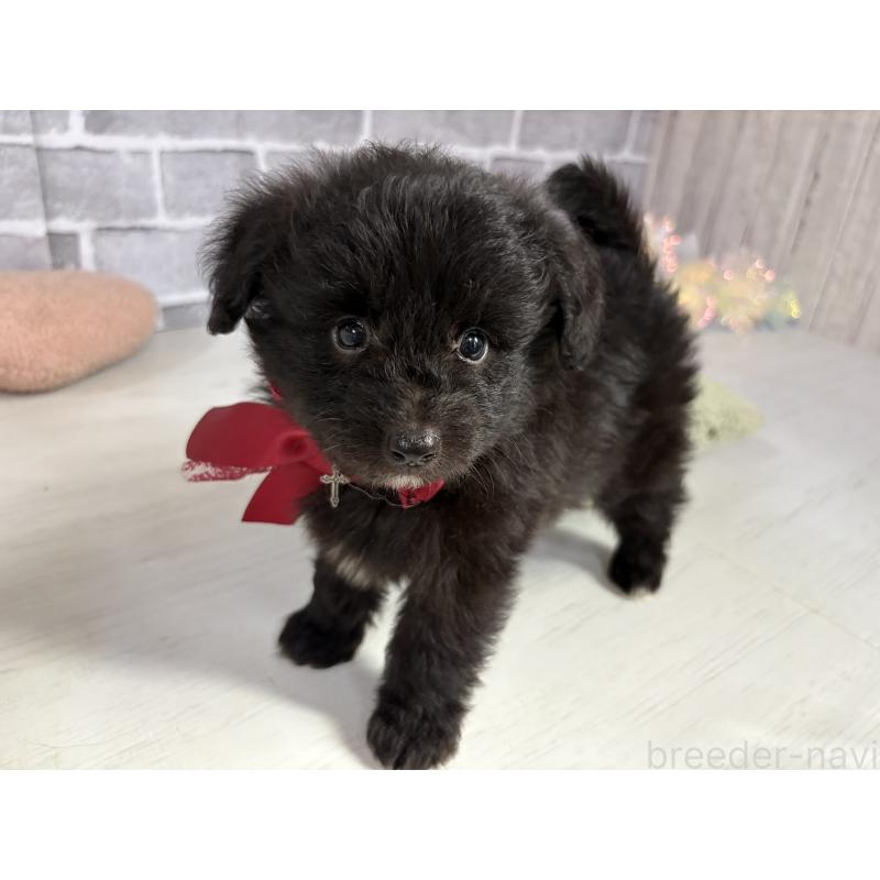 販売中の東京都のミックス犬-408783の7枚目