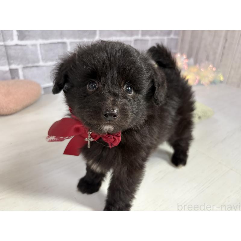 販売中の東京都のミックス犬-408783の6枚目