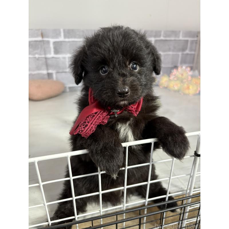 販売中の東京都のミックス犬-408783の5枚目