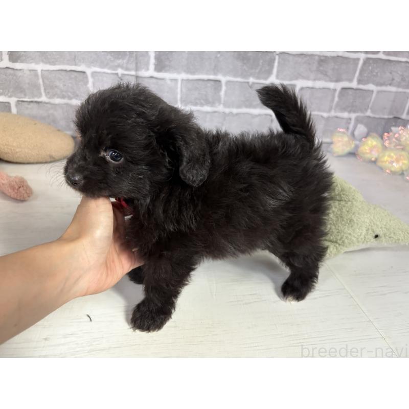 販売中の東京都のミックス犬-408783の4枚目
