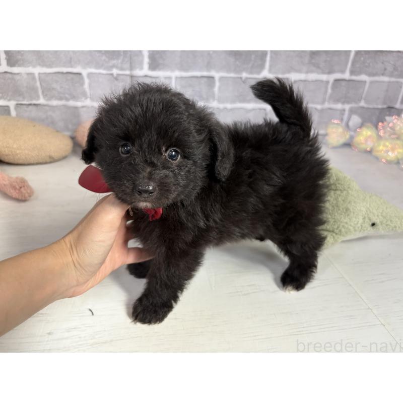 販売中の東京都のミックス犬-408783の3枚目