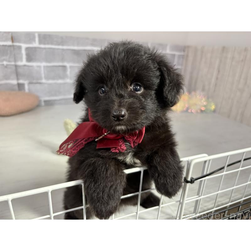 販売中の東京都のミックス犬-408783の2枚目