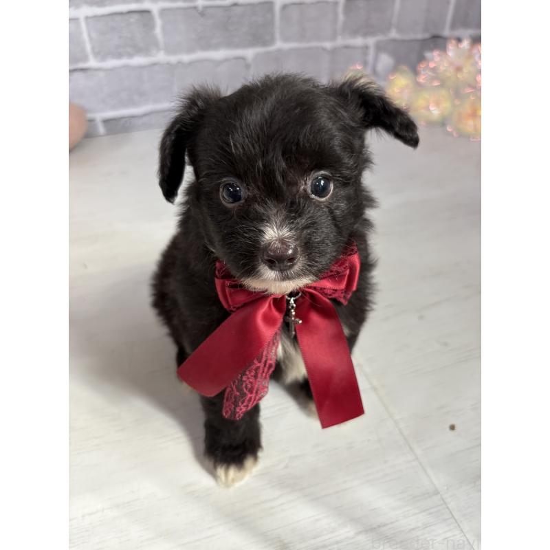 販売中の東京都のミックス犬-408784の7枚目